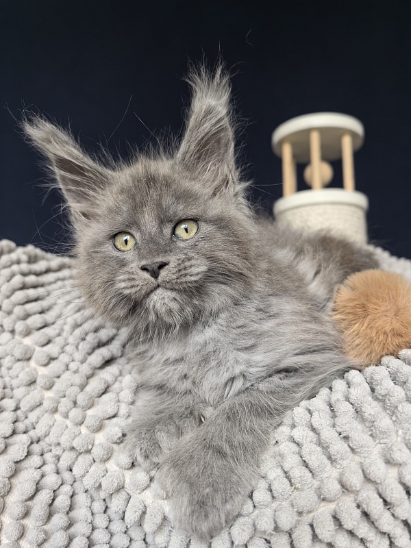 Boris  Akbars (polydactyl) - Kitten maine-coon 1 month 3.5 weeks