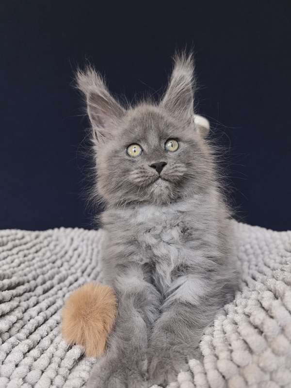 Boris  Akbars (polydactyl) - Kitten maine-coon 1 month 3.5 weeks