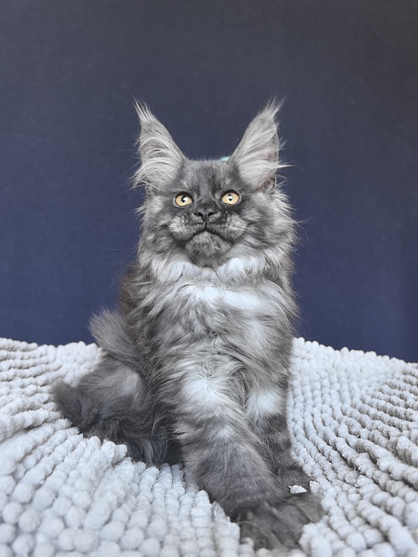 Ajax Akbars (polydactyl) - Kitten maine-coon 2 months 2 weeks
