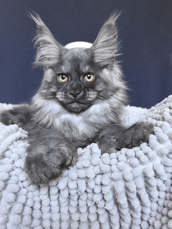 Ajax Akbars (polydactyl) - Kitten maine-coon 2 months 2 weeks