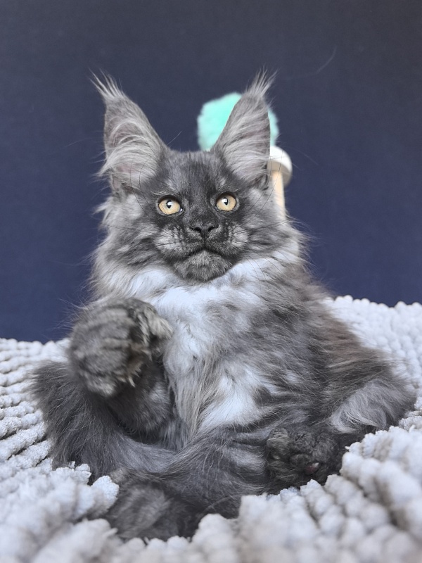 Ajax Akbars (polydactyl) - Kitten maine-coon 2 months 2 weeks