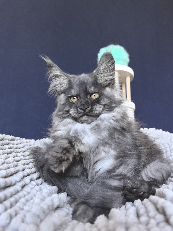 Ajax Akbars (polydactyl) - Kitten maine-coon 2 months 2 weeks