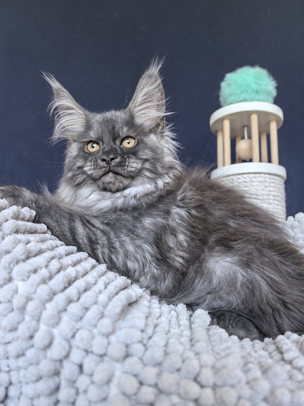 Ajax Akbars (polydactyl) - Kitten maine-coon 2 months 2 weeks