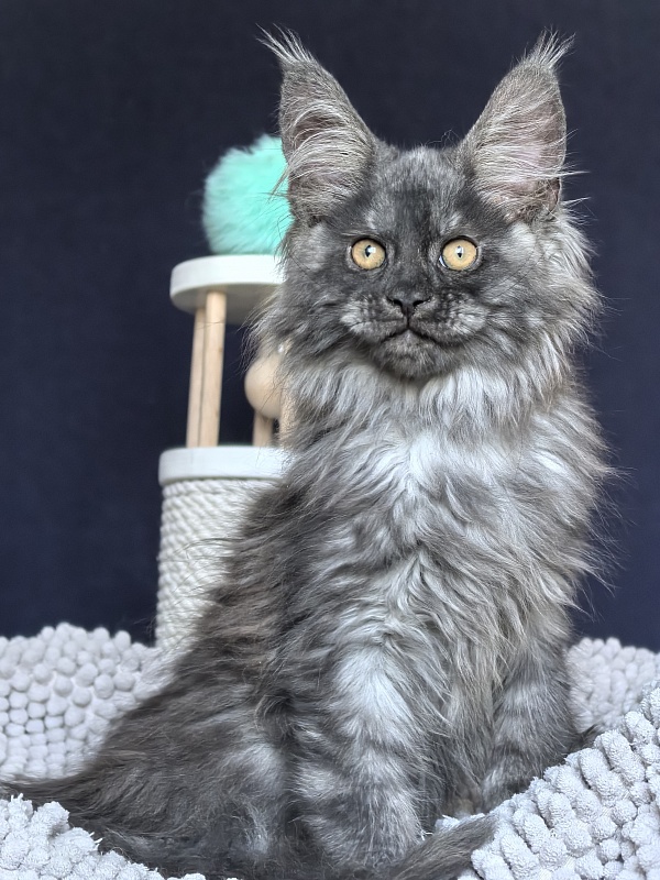 Ajax Akbars (polydactyl) - Kitten maine-coon 2 months 2 weeks