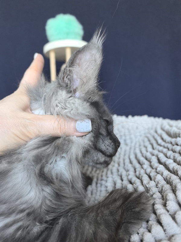 Ajax Akbars (polydactyl) - Kitten maine-coon 2 months 2 weeks