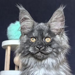 Ajax Akbars (polydactyl)