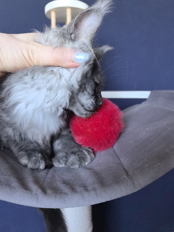 Art Vito Akbars (polydactyl) - Kitten maine-coon 2 months 2 weeks