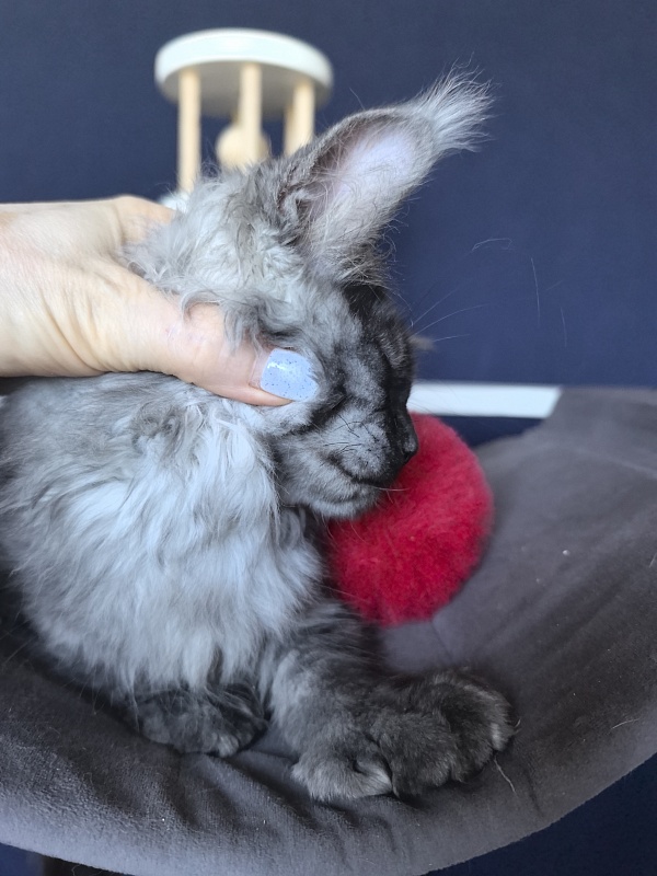 Art Vito Akbars (polydactyl) - Kitten maine-coon 2 months 2 weeks