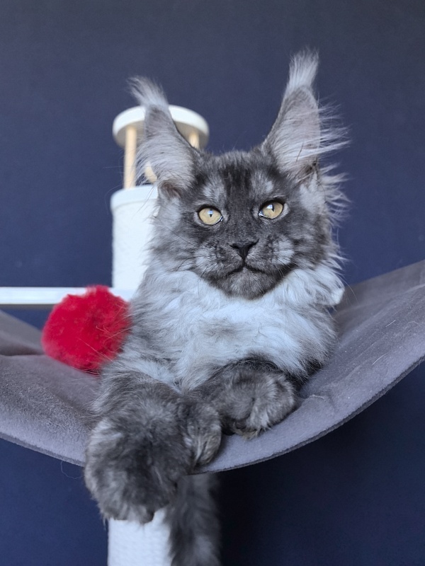 Art Vito Akbars (polydactyl) - Kitten maine-coon 2 months 2 weeks