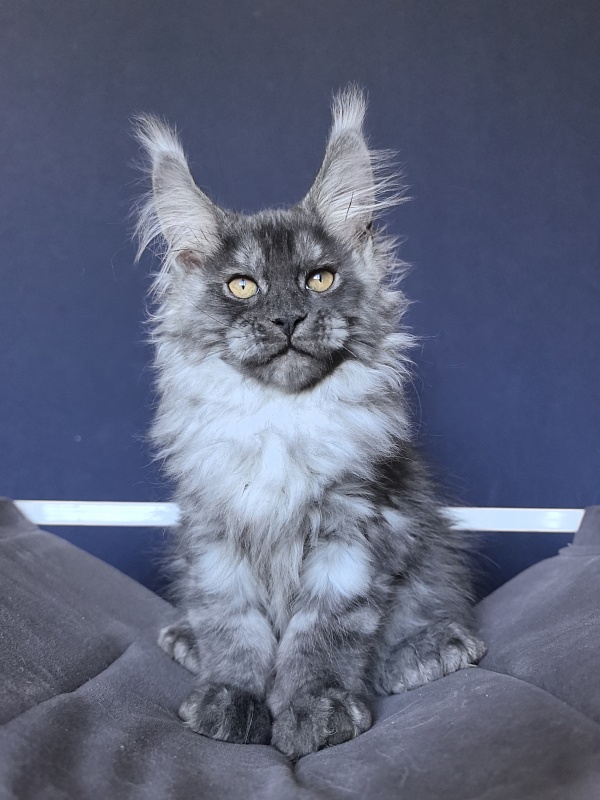 Art Vito Akbars (polydactyl) - Kitten maine-coon 2 months 2 weeks