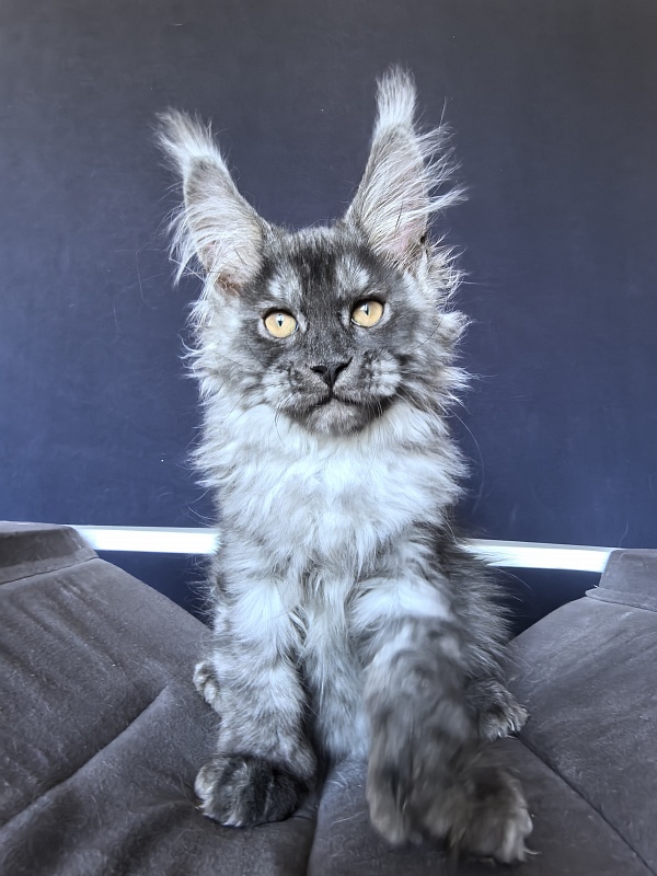 Art Vito Akbars (polydactyl) - Kitten maine-coon 2 months 2 weeks