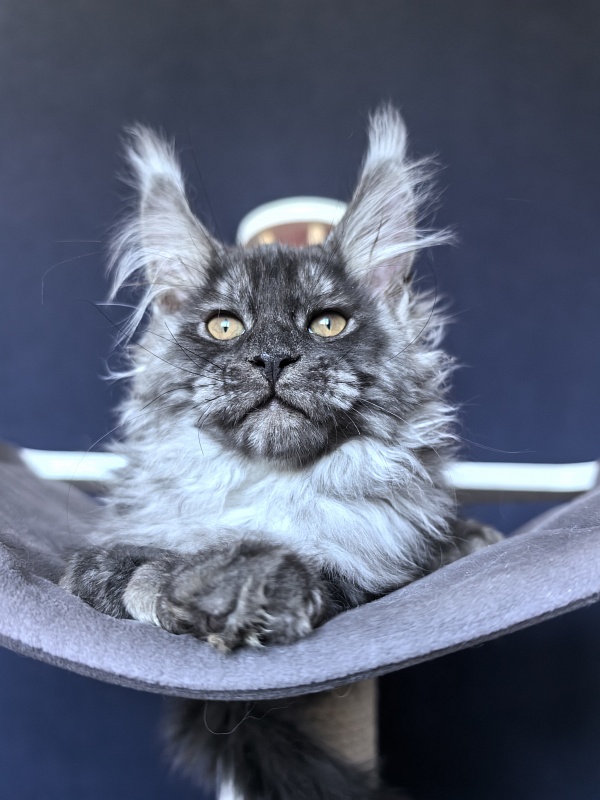 Art Vito Akbars (polydactyl) - Kitten maine-coon 2 months 2 weeks