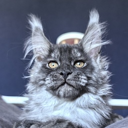 Art Vito Akbars (polydactyl)