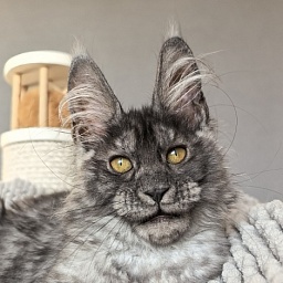 Amby Akbars (polydactyl)