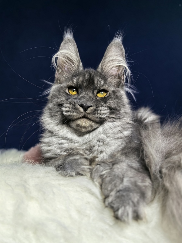 Amby Akbars (polydactyl) - Kitten maine-coon 4 months