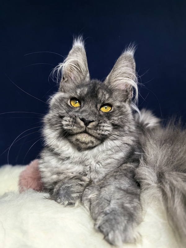Amby Akbars (polydactyl) - Kitten maine-coon 4 months