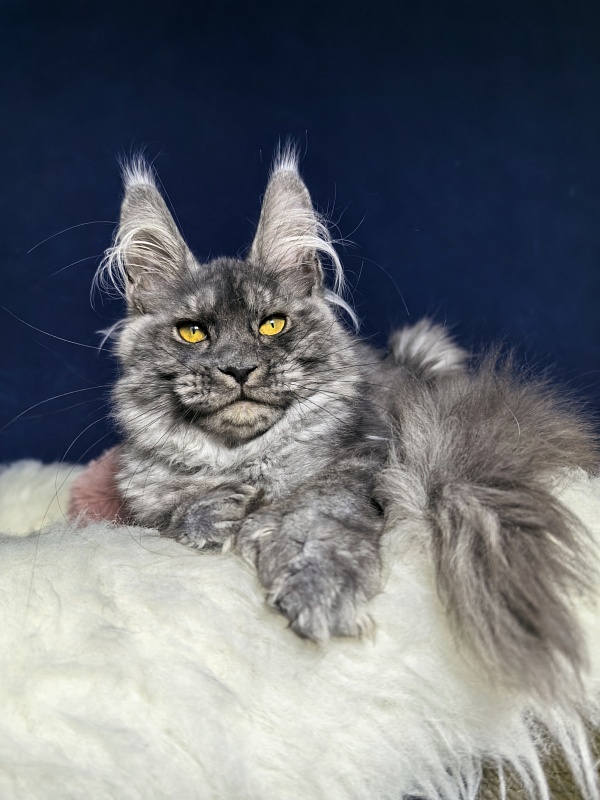 Amby Akbars (polydactyl) - Kitten maine-coon 4 months