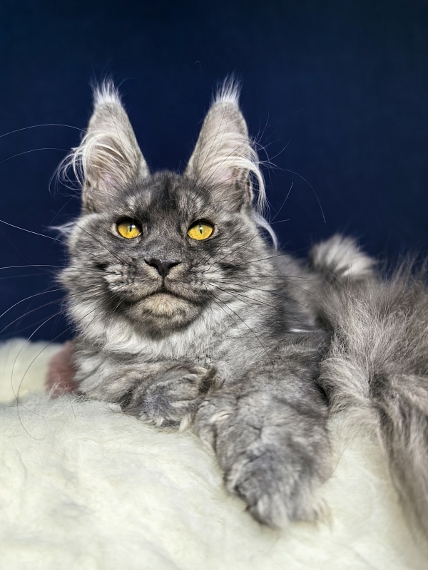 Amby Akbars (polydactyl) - Kitten maine-coon 4 months
