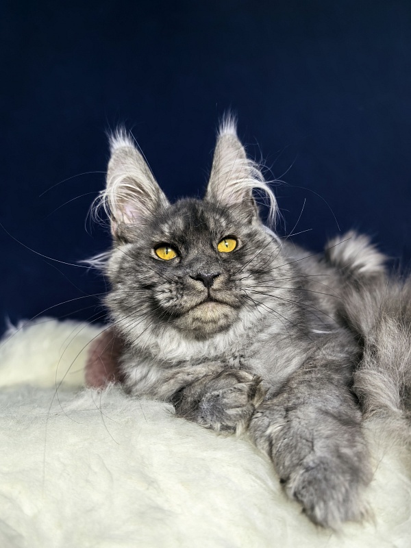 Amby Akbars (polydactyl) - Kitten maine-coon 4 months
