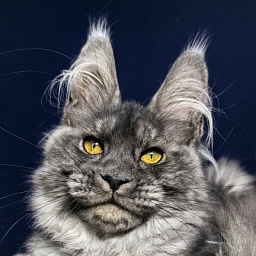 Amby Akbars (polydactyl)