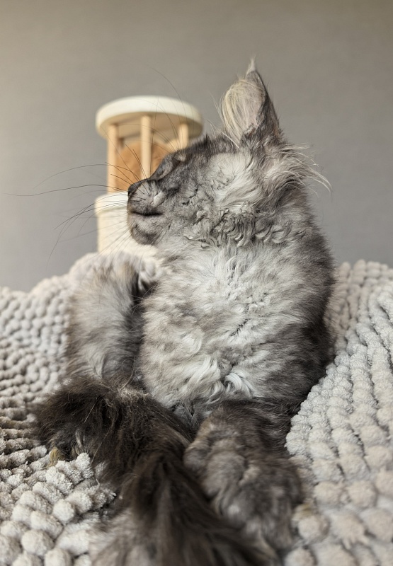 Amby Akbars (polydactyl) - Kitten maine-coon 2 months 3 weeks
