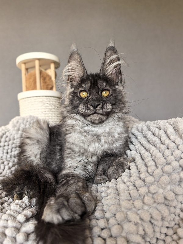 Amby Akbars (polydactyl) - Kitten maine-coon 2 months 3 weeks