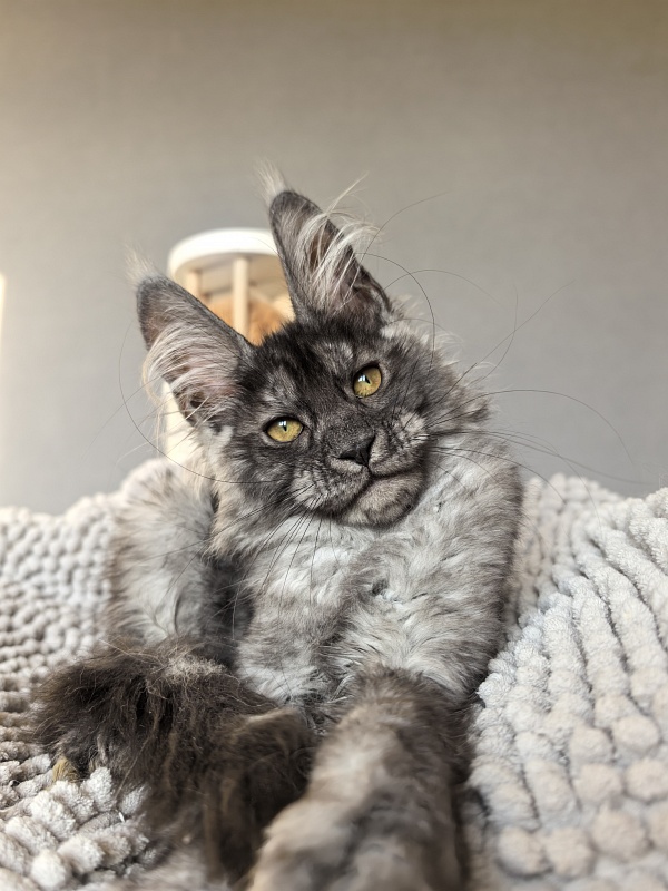 Amby Akbars (polydactyl) - Kitten maine-coon 2 months 3 weeks