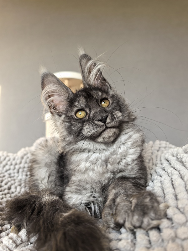 Amby Akbars (polydactyl) - Kitten maine-coon 2 months 3 weeks