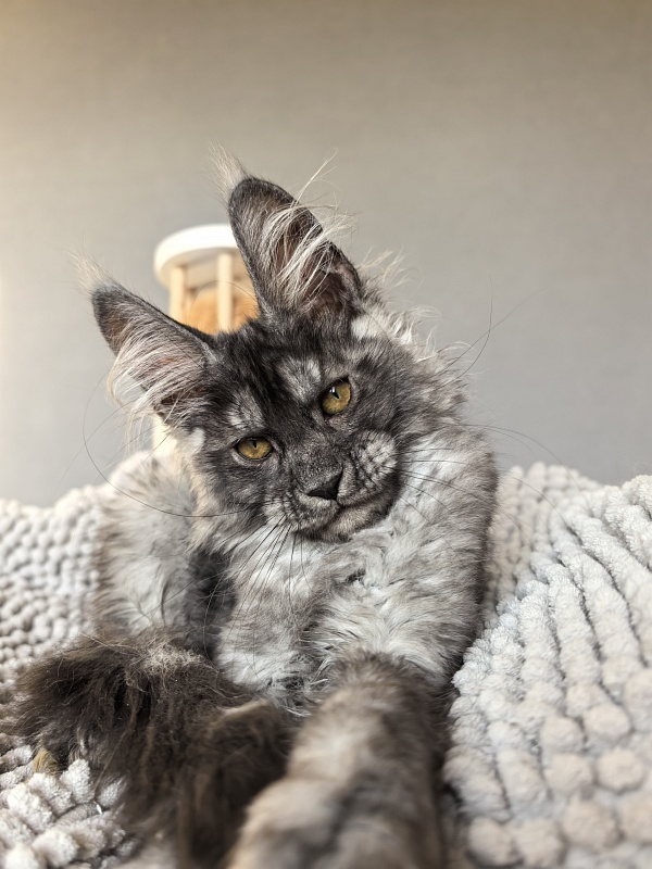 Amby Akbars (polydactyl) - Kitten maine-coon 2 months 3 weeks
