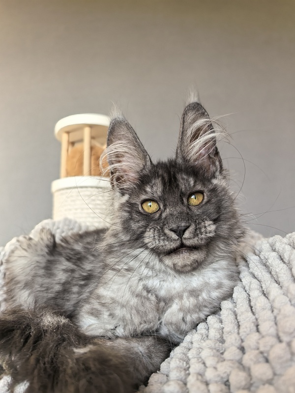 Amby Akbars (polydactyl) - Kitten maine-coon 2 months 3 weeks