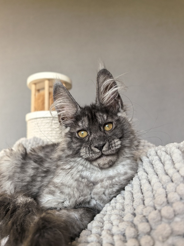 Amby Akbars (polydactyl) - Kitten maine-coon 2 months 3 weeks
