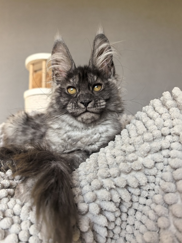 Amby Akbars (polydactyl) - Kitten maine-coon 2 months 3 weeks