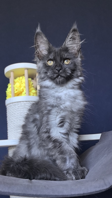 Arichka Akbars (polydactyl) - Kitten maine-coon 2 months 2 weeks