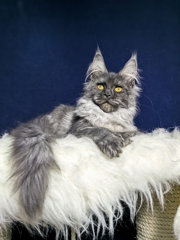 Arichka Akbars (polydactyl) - Kitten maine-coon 4 months