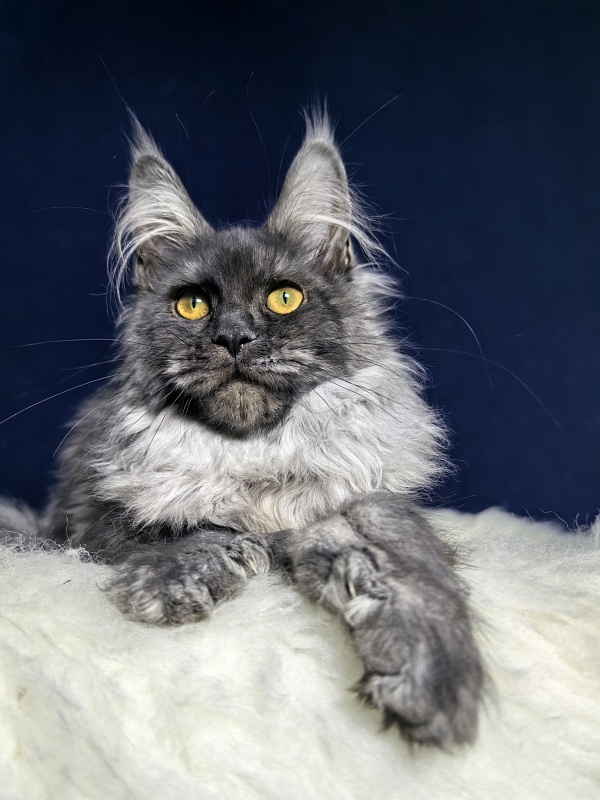 Arichka Akbars (polydactyl) - Kitten maine-coon 4 months