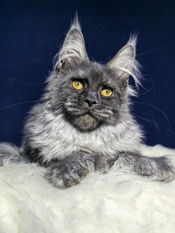 Arichka Akbars (polydactyl) - Kitten maine-coon 4 months