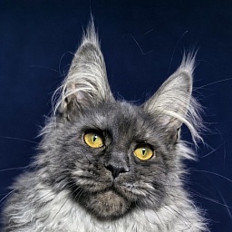 Arichka Akbars (polydactyl)