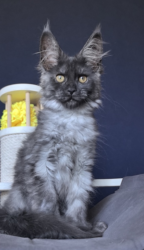 Arichka Akbars (polydactyl) - Kitten maine-coon 2 months 2 weeks