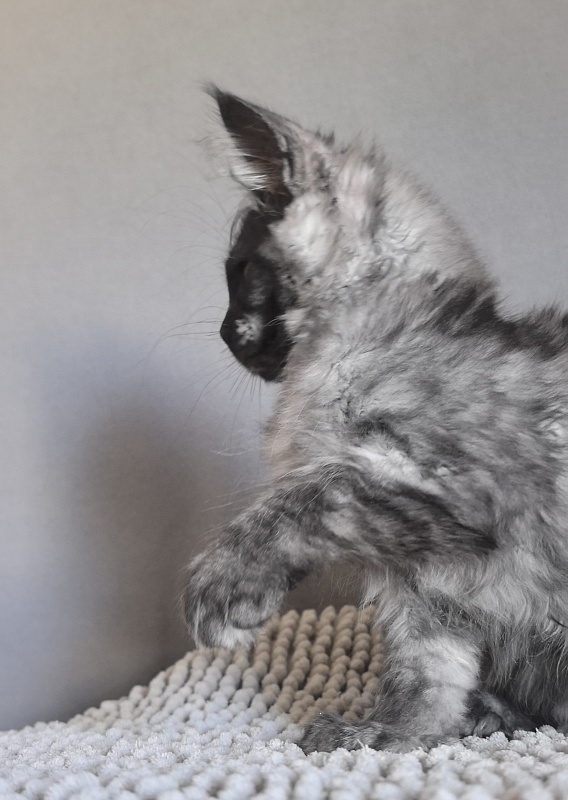 Arichka Akbars (polydactyl) - Kitten maine-coon 2 months 2 weeks