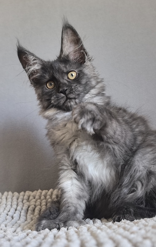 Arichka Akbars (polydactyl) - Kitten maine-coon 2 months 2 weeks