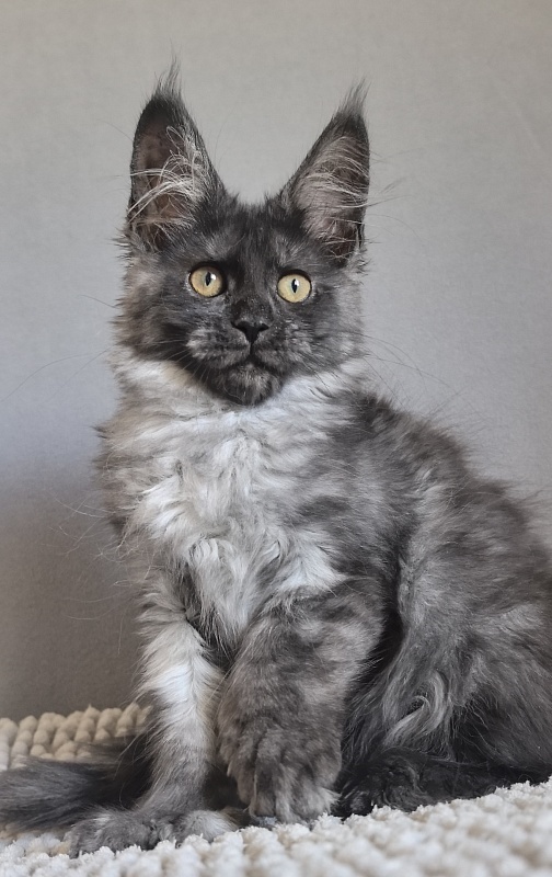 Arichka Akbars (polydactyl) - Kitten maine-coon 2 months 2 weeks