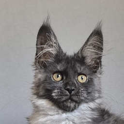 Arichka Akbars (polydactyl)