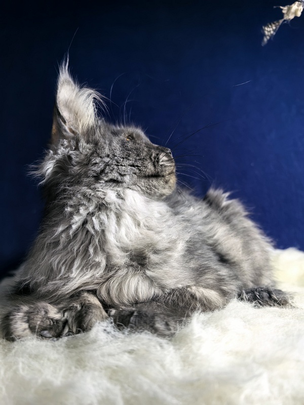 Arichka Akbars (polydactyl) - Kitten maine-coon 4 months