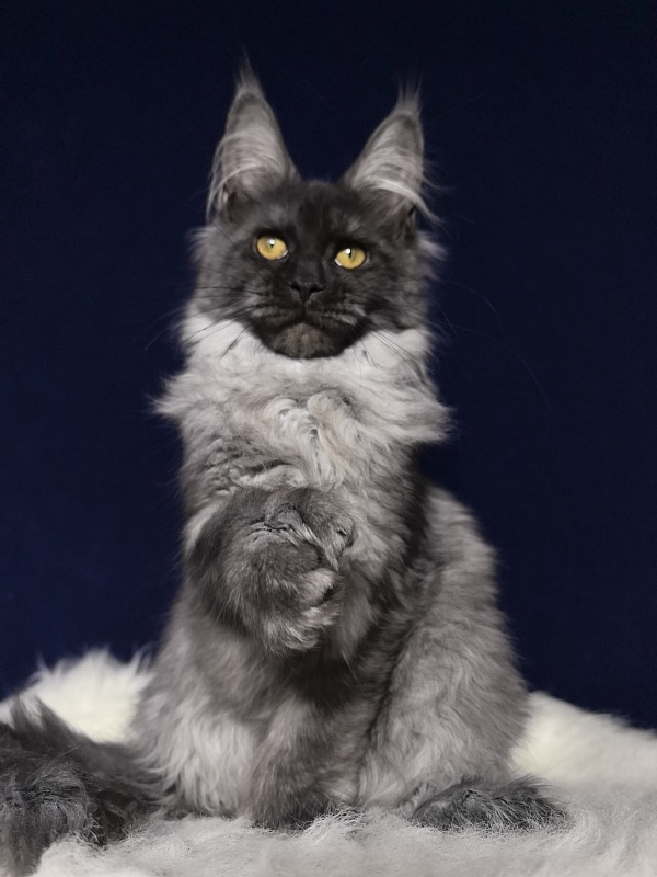 Arichka Akbars (polydactyl) - Kitten maine-coon 4 months