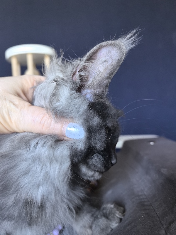 Do*Ra  Akbars - Kitten maine-coon 2 months 1.5 week