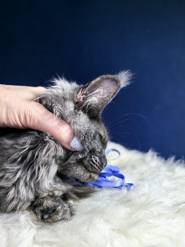 Do*Ra  Akbars - Kitten maine-coon 4 months