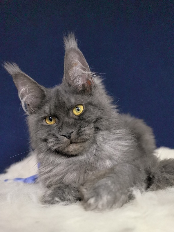 Do*Ra  Akbars - Kitten maine-coon 4 months