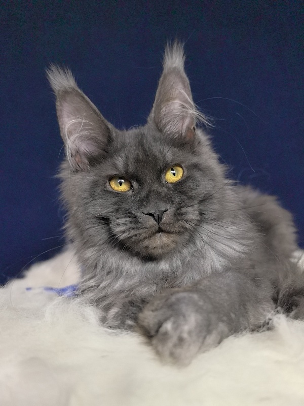 Do*Ra  Akbars - Kitten maine-coon 4 months