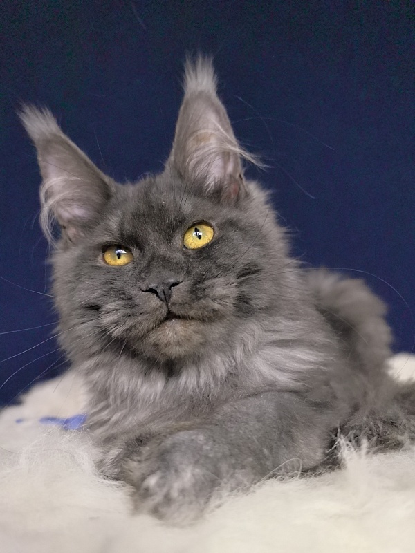 Do*Ra  Akbars - Kitten maine-coon 4 months
