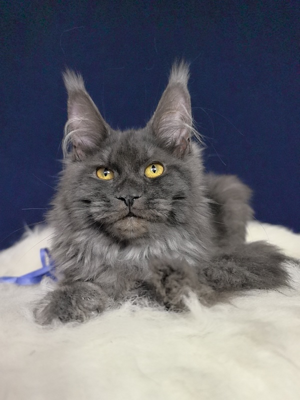 Do*Ra  Akbars - Kitten maine-coon 4 months
